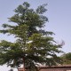 Site icon